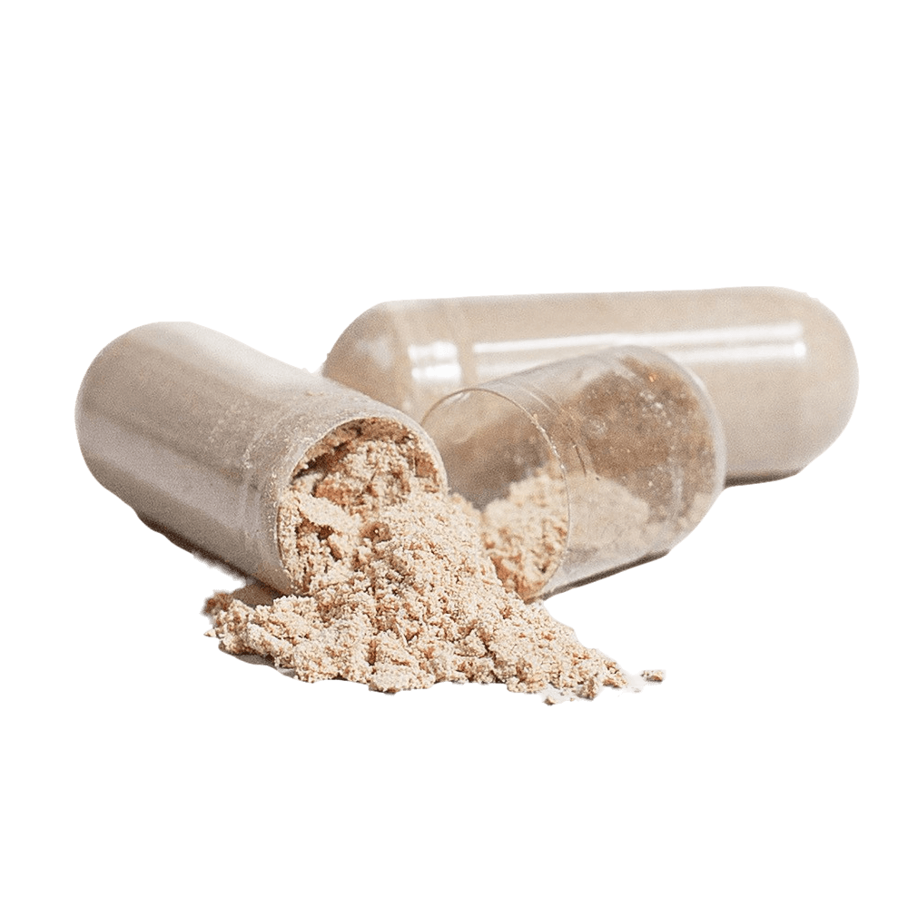 AavYos Chaga Mushroom
