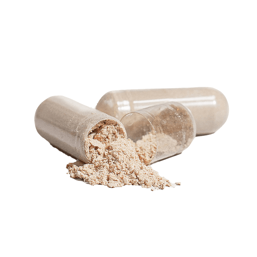 AavYos Lion's Mane Mushroom